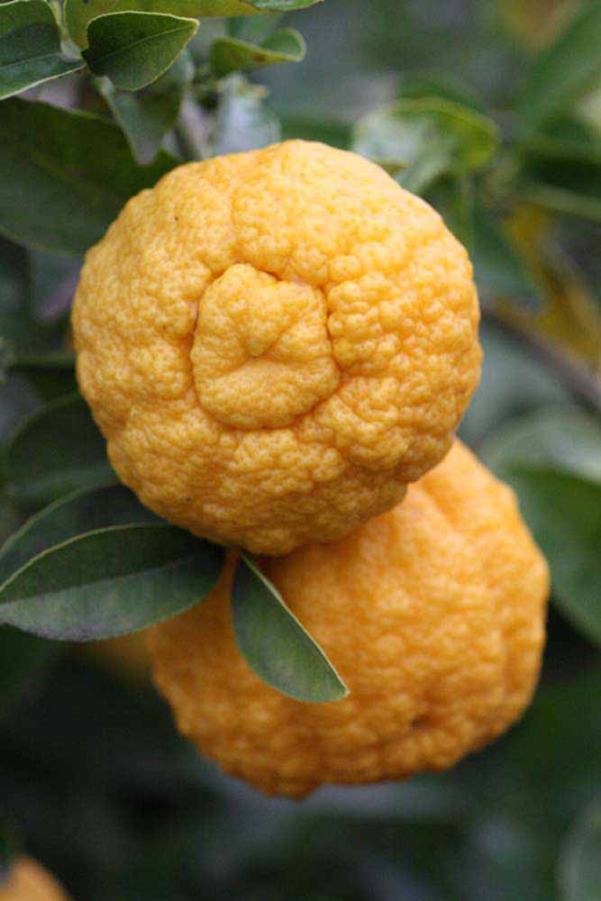            Fruit (Riverside, CA)   